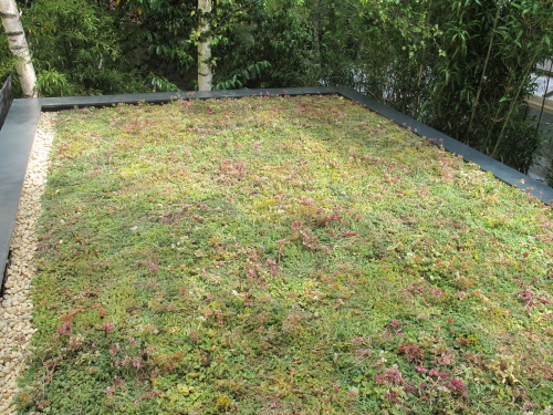 Studio de jardin avec toit vgtalis